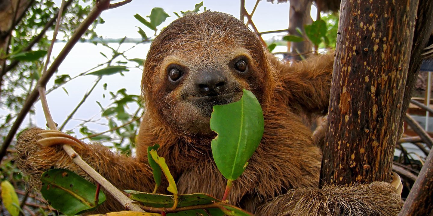 Sloth Metropolitan Park