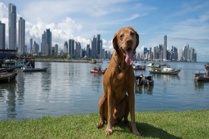 dog with tongue out in front of panama city skyline and water