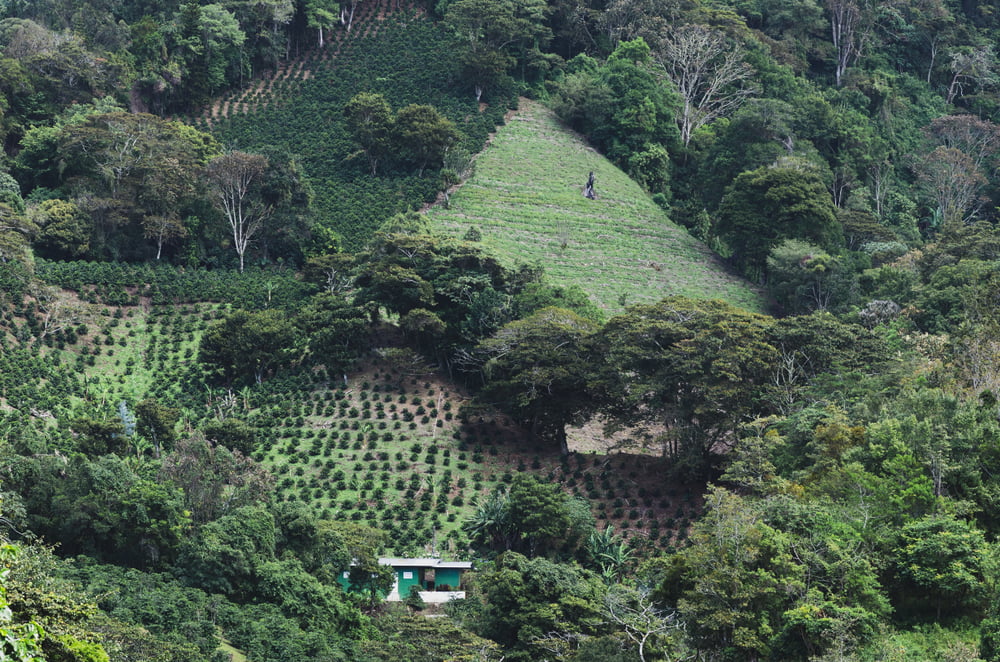 A coffee plantation in rural Boquete, Pamama.